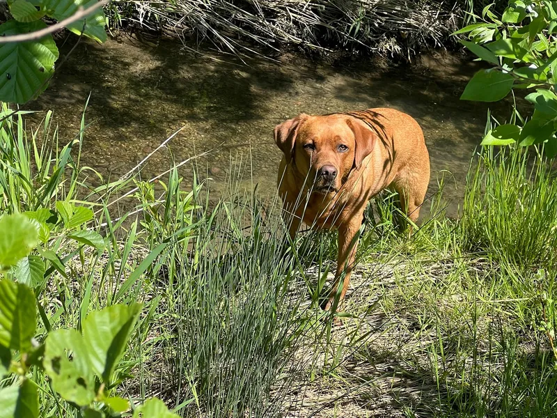 Amy liegt am Ufer in der Sonne, das Fell leuchtet kupfern