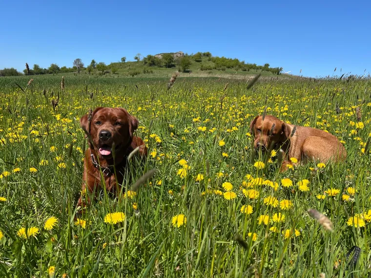 Amy und Maya sitzen gemeinsam in einer blühenden Löwenzahnwiese