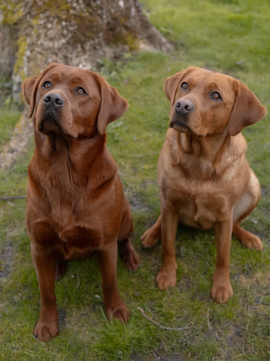 Zwei Fox-Red-Labradorhündinnen sitzen nebeneinander im Gras und schauen aufmerksam nach oben