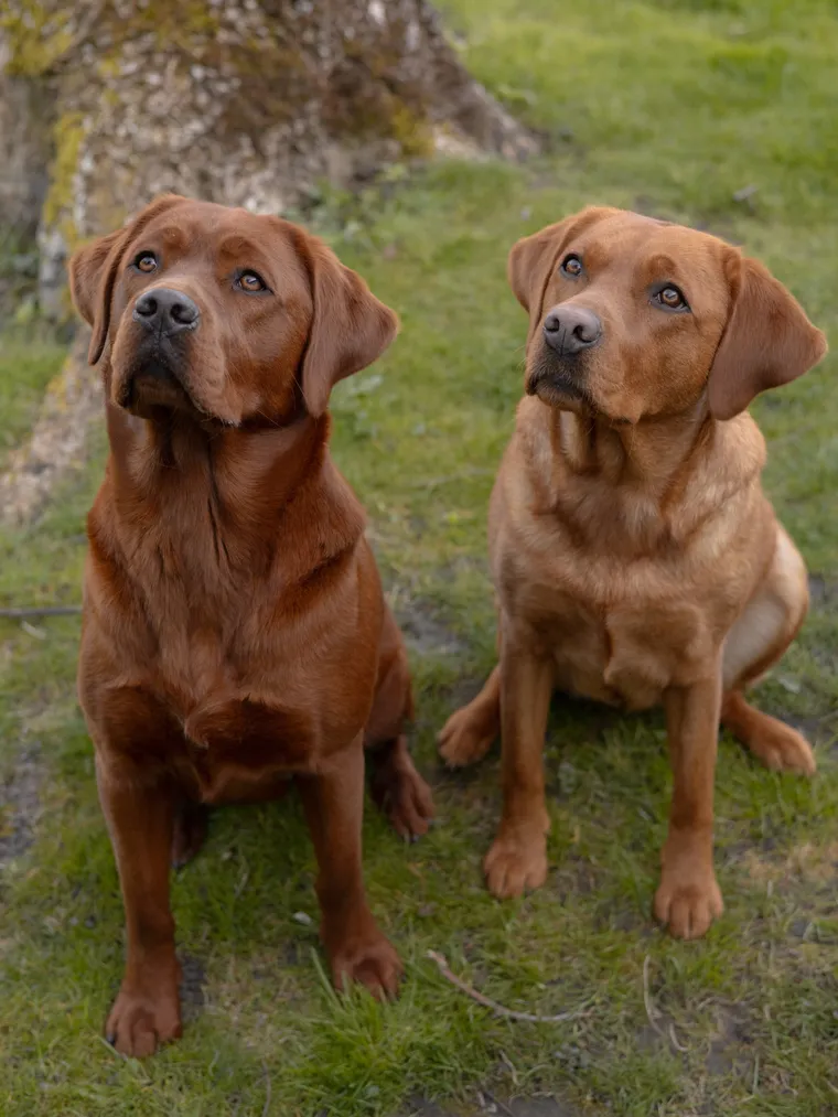 Zwei fuchsrote Labradorhündinnen sitzen nebeneinander, die linke deutlich dunkler als die rechte