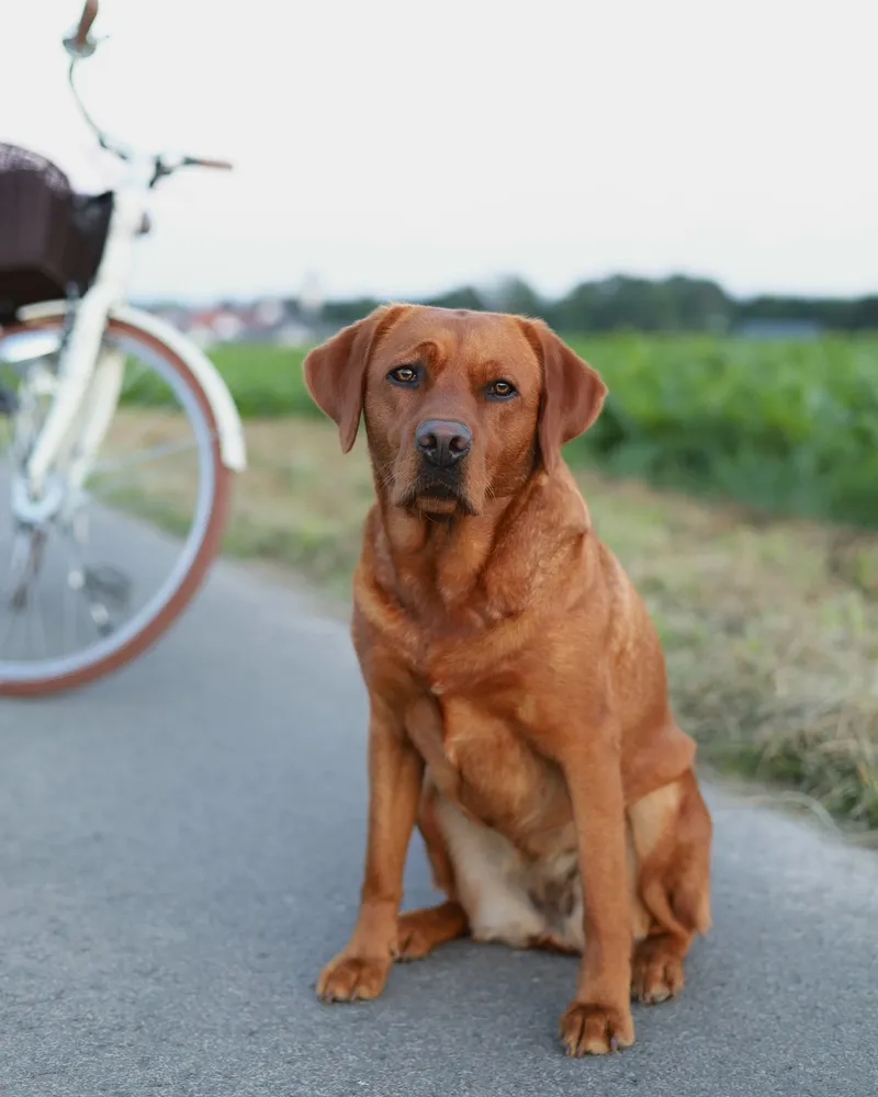 Amy, eine Fox-Red-Labradorhündin, im Profil vor grüner Wiese