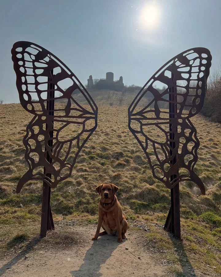 Die Fox-Red-Labradorhündin Amy liegt entspannt in der Sonne