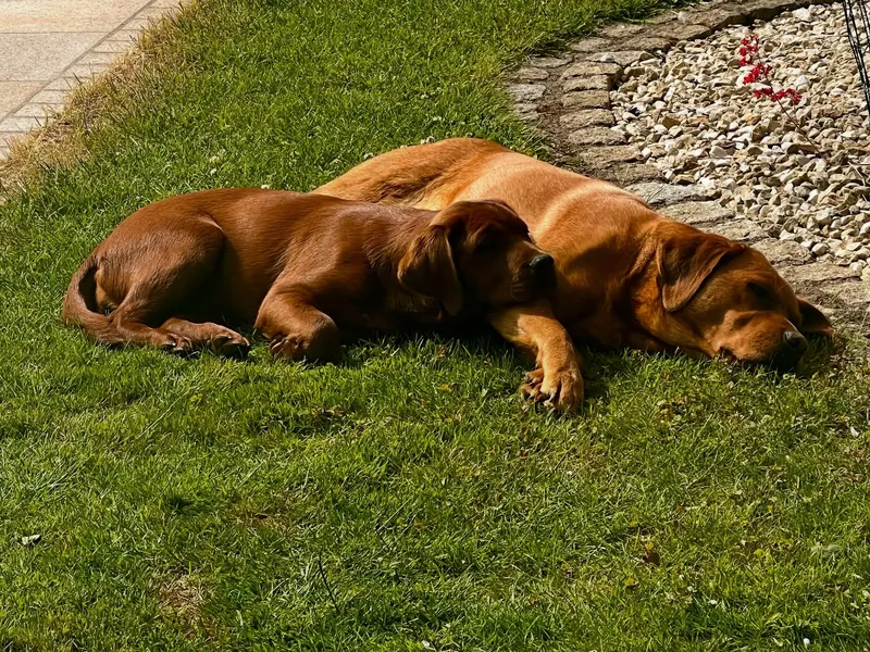 Maya als junger Hund kurz nach ihrem Einzug