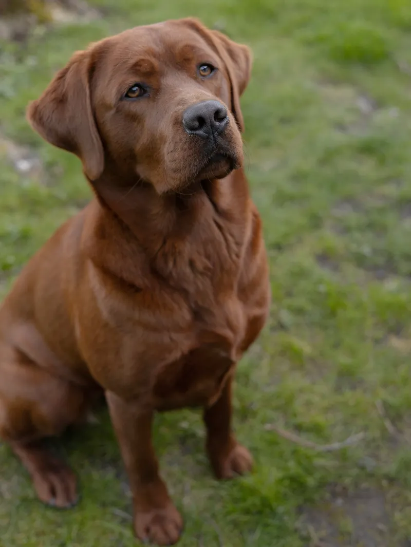 Maya, eine Dark-Fox-Red-Labradorhündin, aus der Nähe