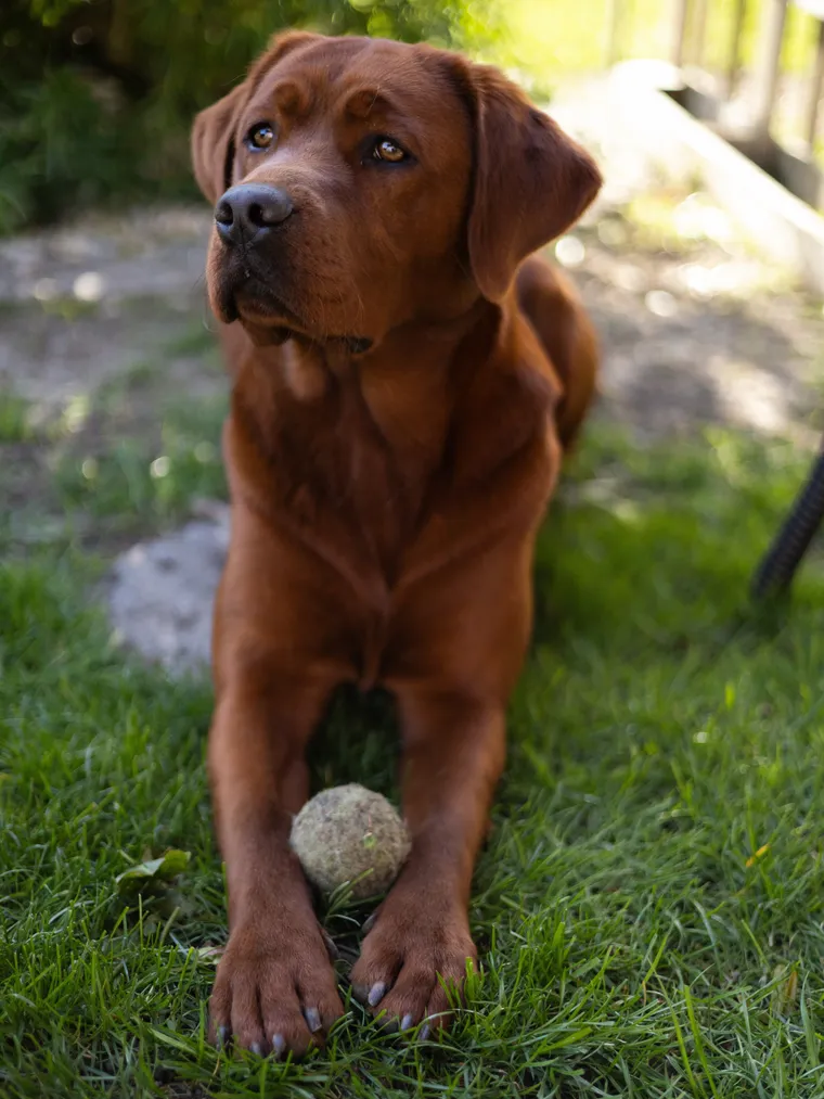 Die Dark-Fox-Red-Labradorhündin Maya steht im Gras, vor ihr ein Ball