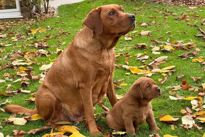 Labradorwelpen erkunden zum ersten Mal den Garten zwischen Herbstlaub