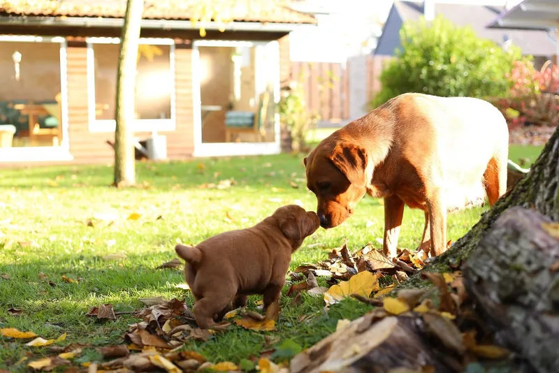 Labradorwelpen zwischen Herbstlaub