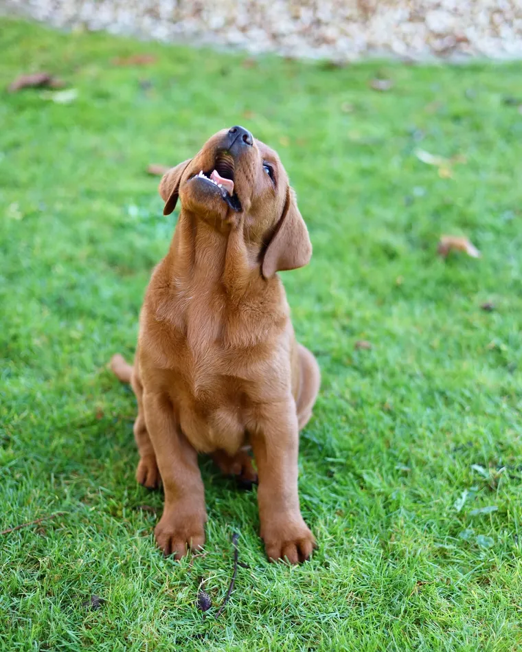 Zwei Labradorwelpen liegen dicht nebeneinander